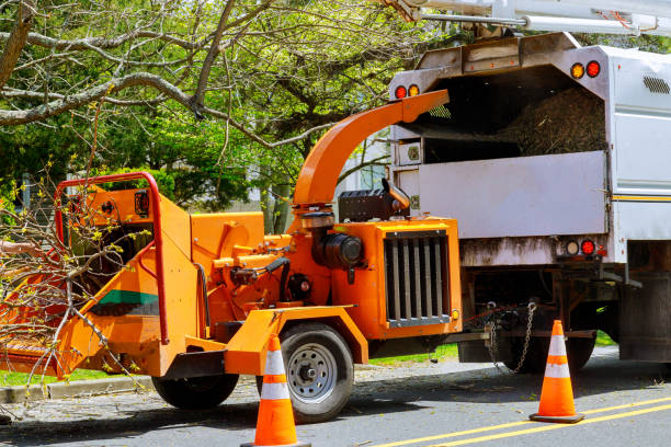 Trusted Runaway Bay, TX Tree Services Experts