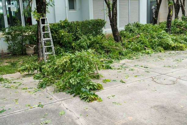 How Our Tree Care Process Works  in  Runaway Bay, TX